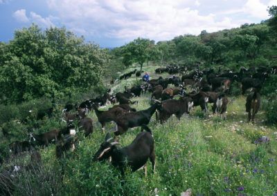 8º Simposio Internacional sobre ovejas, cabras y otras especies distintas de la vaca
